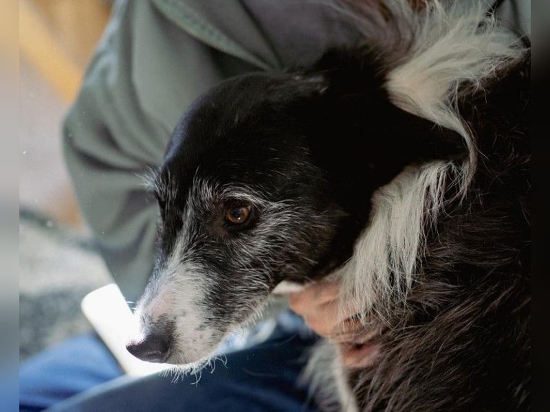 NESCHA - liebe, verschmuste Seniorin sucht Für-Immer-Zuhause