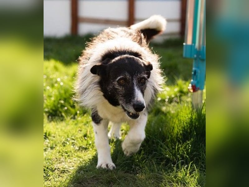 NESCHA - liebe, verschmuste Seniorin sucht Für-Immer-Zuhause