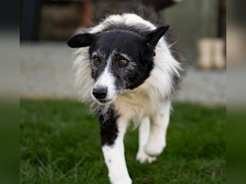 NESCHA - liebe, verschmuste Seniorin sucht Für-Immer-Zuhause