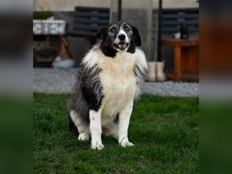 NESCHA - liebe, verschmuste Seniorin sucht Für-Immer-Zuhause