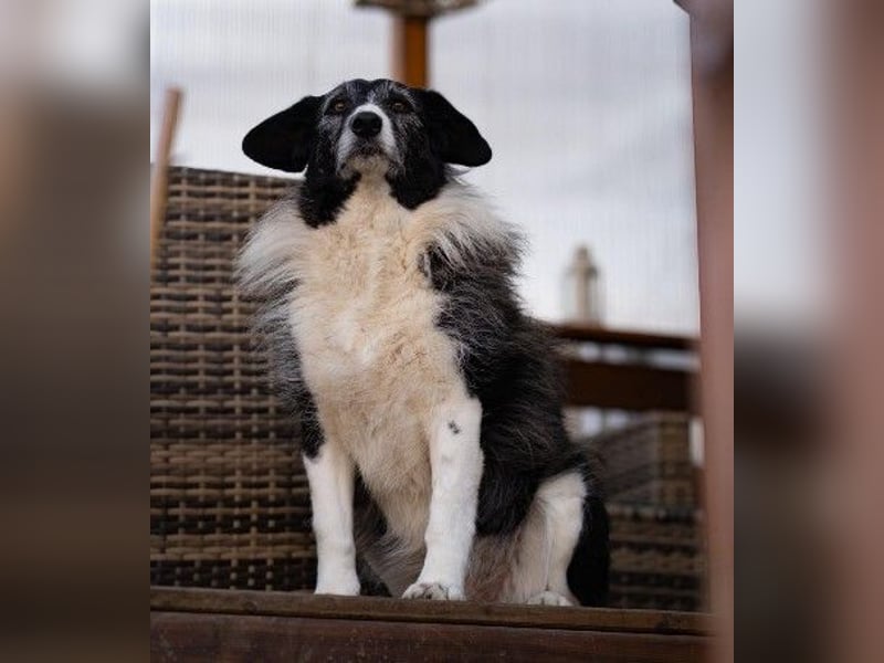 NESCHA - liebe, verschmuste Seniorin sucht Für-Immer-Zuhause