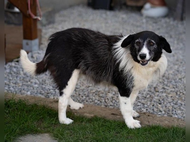 NESCHA - liebe, verschmuste Seniorin sucht Für-Immer-Zuhause