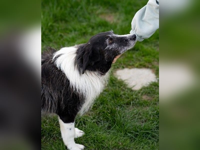 NESCHA - liebe, verschmuste Seniorin sucht Für-Immer-Zuhause