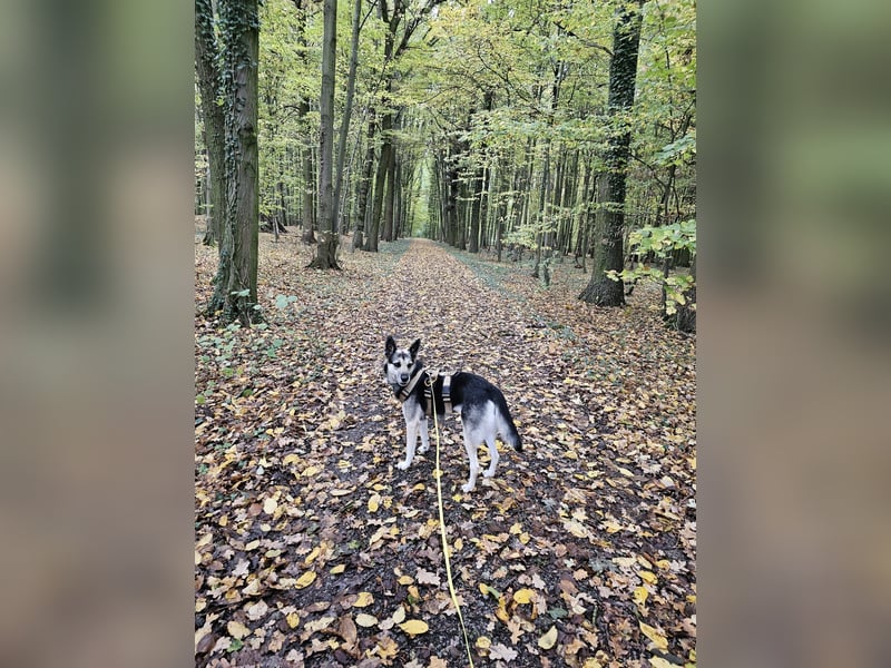 Alle lieben Mila: jetzt fehlt nur noch ihr eigenes Zuhause! Alle lieben Mila: jetzt fehlt nur noch ihr eigenes Zuhause!