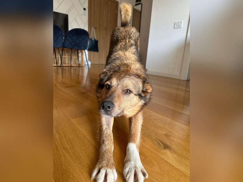 Auch Ema ist der Hölle entkommen und braucht dringend eine liebe Familie