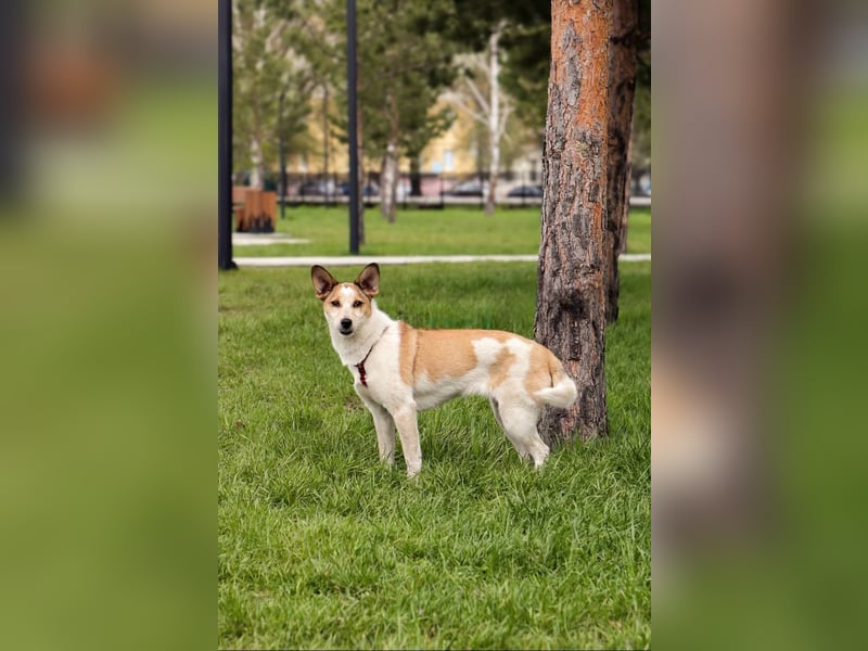Milascha: bezauberndes, agiles Hundemädel mit einzigartigen Ohren sucht nach ihrem Für-immer-Zuhause