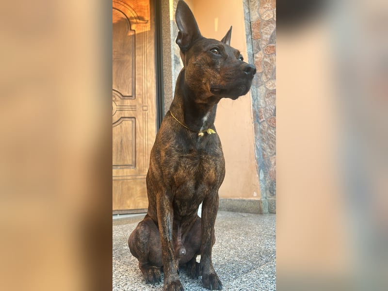 Tyson