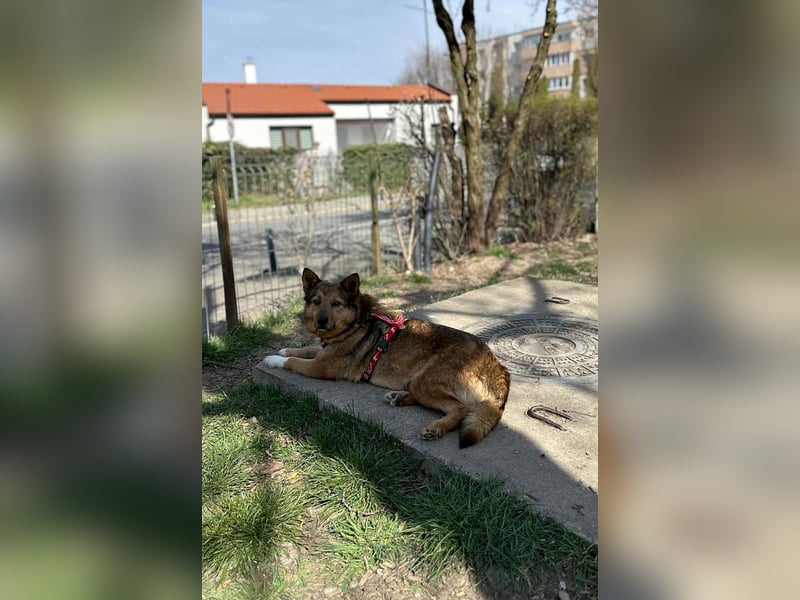 Auch Ema ist der Hölle entkommen und braucht dringend eine liebe Familie