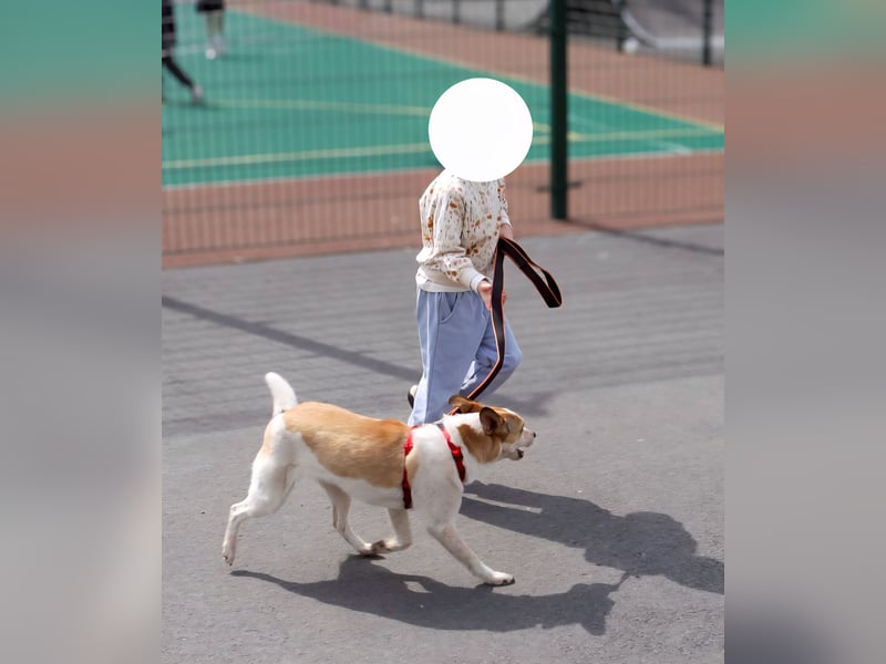 Milascha: bezauberndes, agiles Hundemädel mit einzigartigen Ohren sucht nach ihrem Für-immer-Zuhause