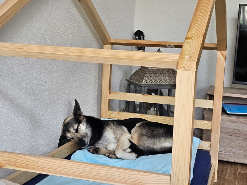 Alle lieben Mila: jetzt fehlt nur noch ihr eigenes Zuhause! Alle lieben Mila: jetzt fehlt nur noch ihr eigenes Zuhause!