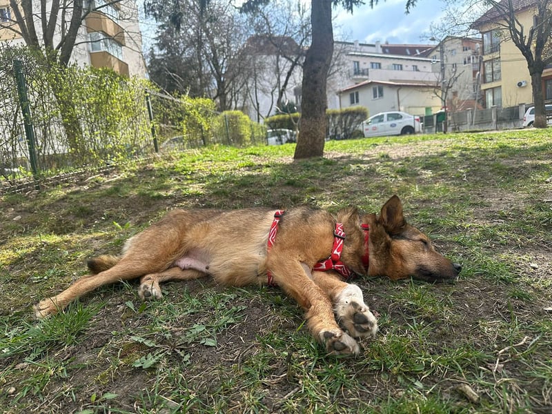 Auch Ema ist der Hölle entkommen und braucht dringend eine liebe Familie