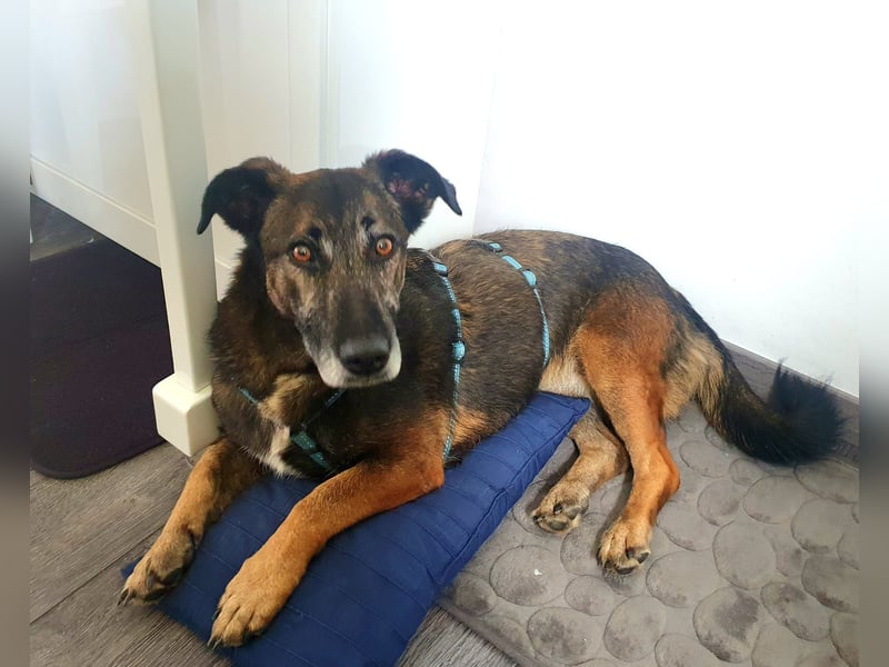 70439 Stuttgart: Donna – sanfte Schnüffelnase auf der Suche nach einem Happy End