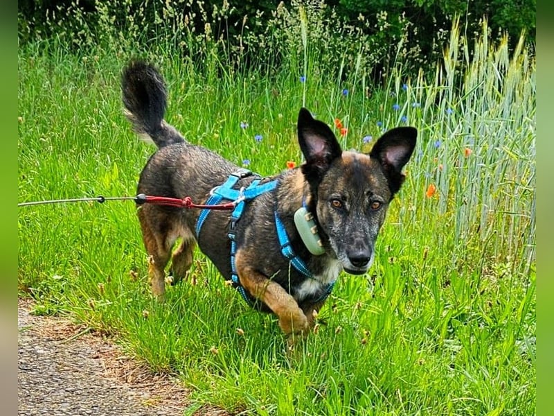 70439 Stuttgart: Donna – sanfte Schnüffelnase auf der Suche nach einem Happy End