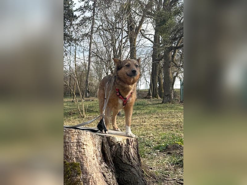 Auch Ema ist der Hölle entkommen und braucht dringend eine liebe Familie