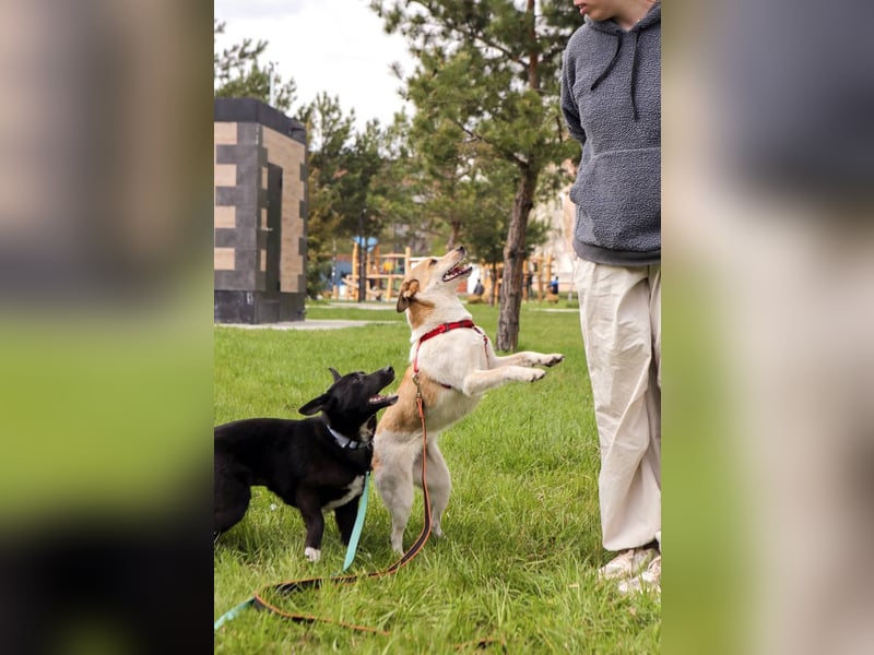 Milascha: bezauberndes, agiles Hundemädel mit einzigartigen Ohren sucht nach ihrem Für-immer-Zuhause