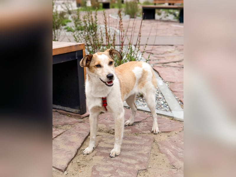 Milascha: bezauberndes, agiles Hundemädel mit einzigartigen Ohren sucht nach ihrem Für-immer-Zuhause