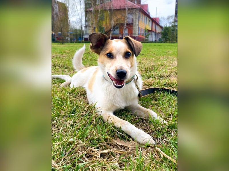 Milascha: bezauberndes, agiles Hundemädel mit einzigartigen Ohren sucht nach ihrem Für-immer-Zuhause