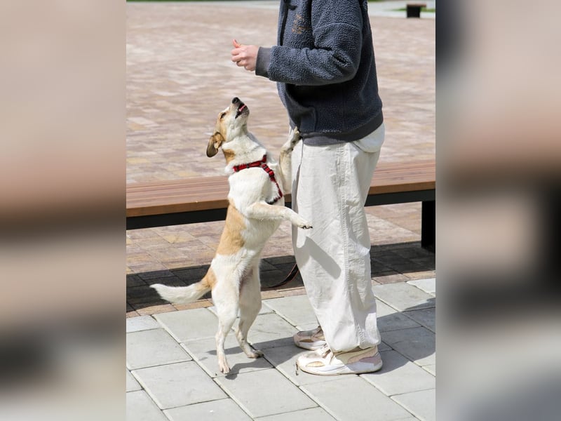 Milascha: bezauberndes, agiles Hundemädel mit einzigartigen Ohren sucht nach ihrem Für-immer-Zuhause