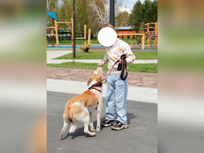 Milascha: bezauberndes, agiles Hundemädel mit einzigartigen Ohren sucht nach ihrem Für-immer-Zuhause