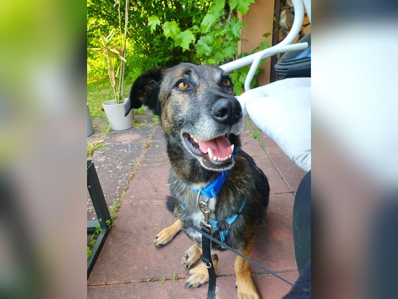 70439 Stuttgart: Donna – sanfte Schnüffelnase auf der Suche nach einem Happy End