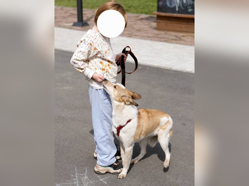 Milascha: bezauberndes, agiles Hundemädel mit einzigartigen Ohren sucht nach ihrem Für-immer-Zuhause