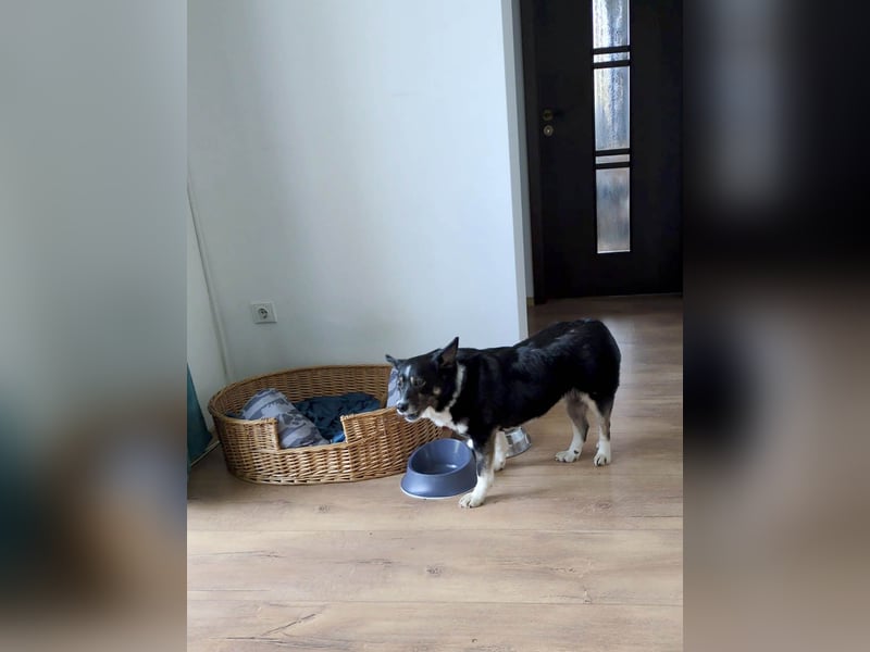 Süße Unica sucht ihr eigenes Körbchen