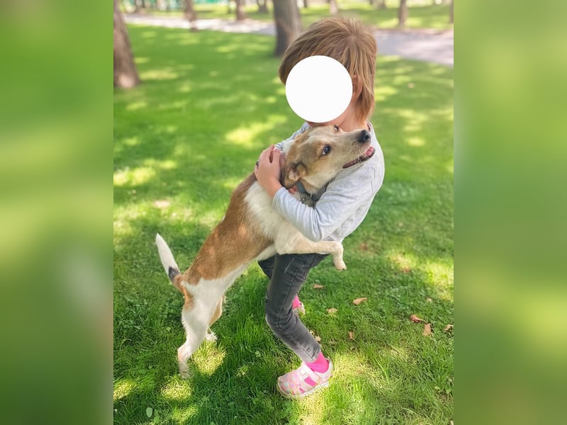 Milascha: bezauberndes, agiles Hundemädel mit einzigartigen Ohren sucht nach ihrem Für-immer-Zuhause