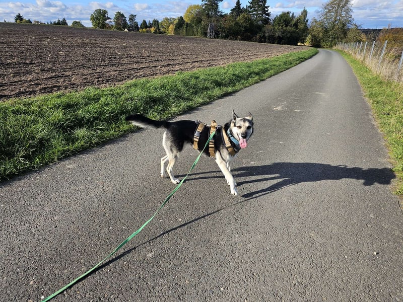 Alle lieben Mila: jetzt fehlt nur noch ihr eigenes Zuhause! Alle lieben Mila: jetzt fehlt nur noch ihr eigenes Zuhause!