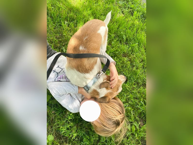 Milascha: bezauberndes, agiles Hundemädel mit einzigartigen Ohren sucht nach ihrem Für-immer-Zuhause