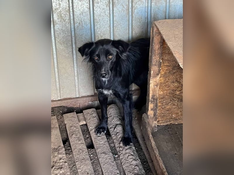 Tilla ist eine schwarze Schönheit