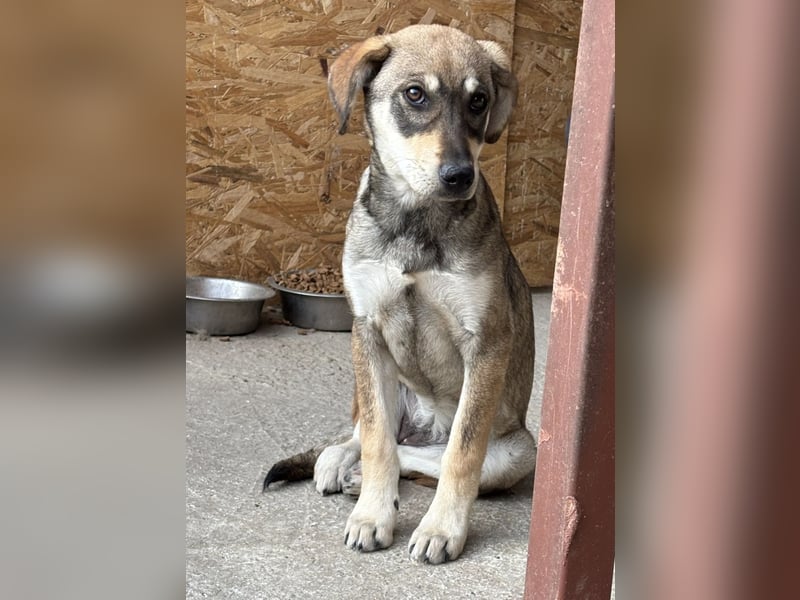 Cassie - leise, sanft und voller Hoffnung