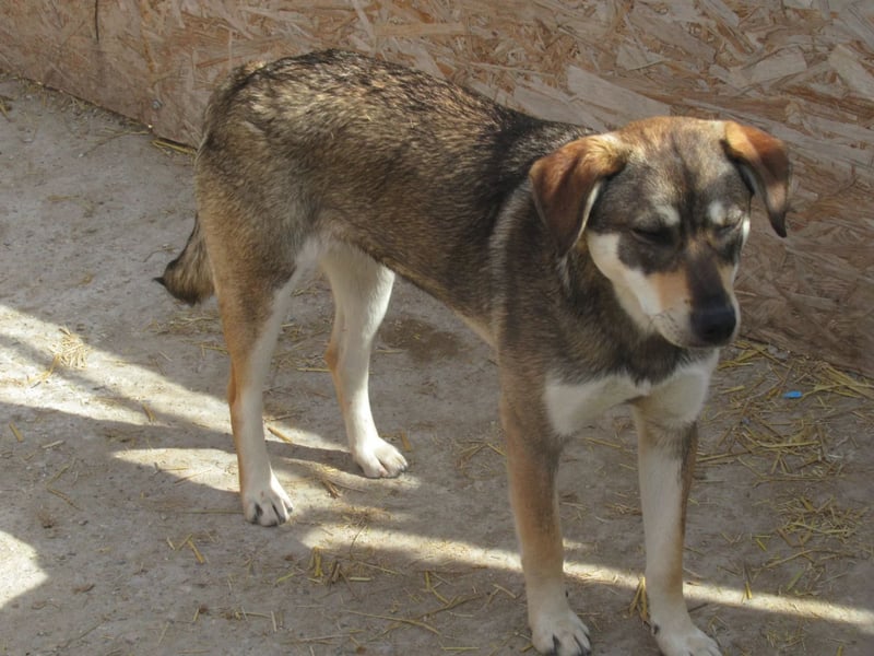 Cassie - leise, sanft und voller Hoffnung
