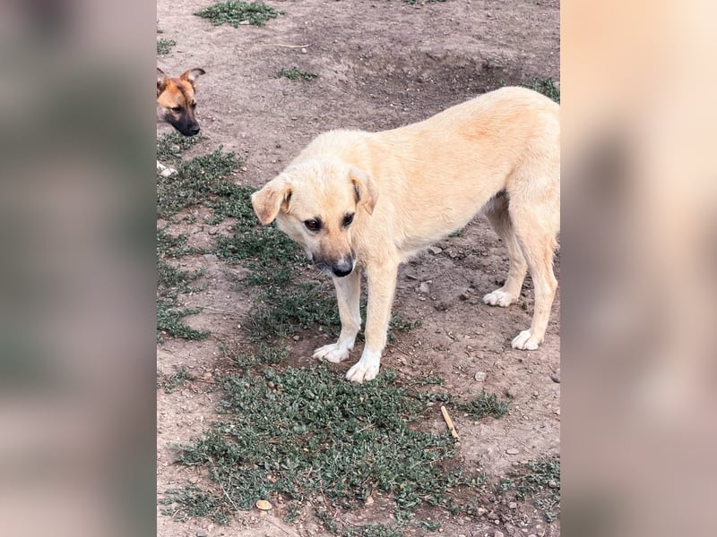 Marli mit den dunklen Knopfaugen