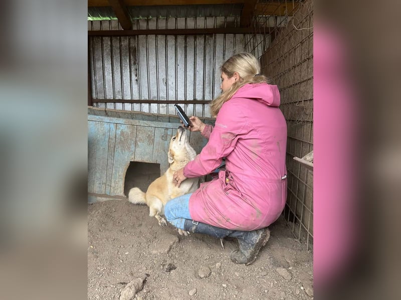 Skyla ist eine aufgeschlossene Hündin
