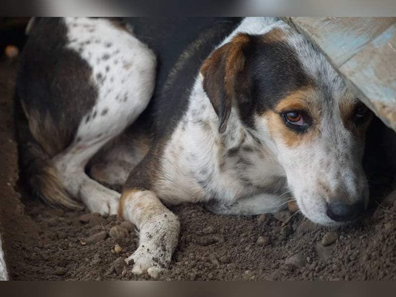 Bindi ist ein Angstnäschen