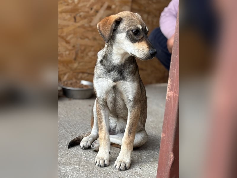 Cassie - leise, sanft und voller Hoffnung