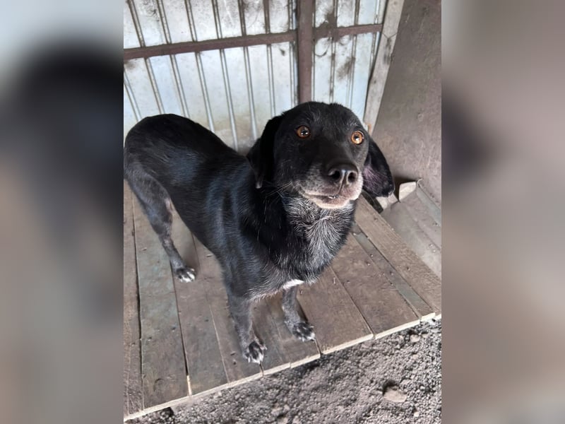 Nanook - ist ein lieber Schatz