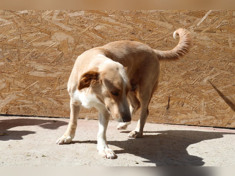 Ampi - ist ein Traum von Hund