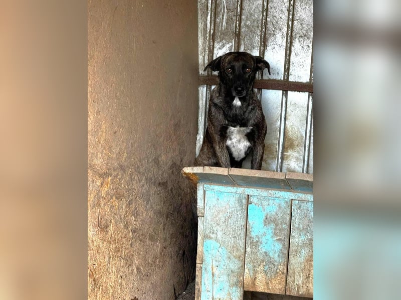 Ricco leidet sehr im Shelter