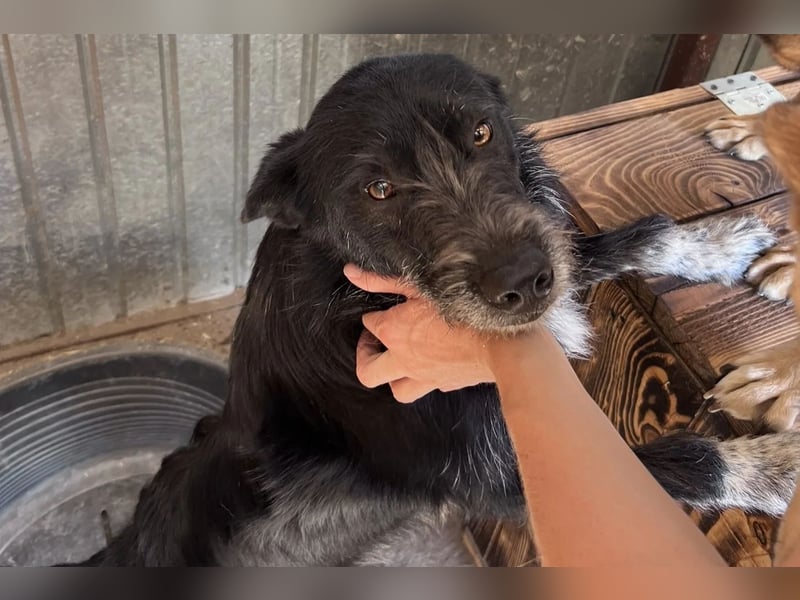 Zorro ist ein Kuschelbär