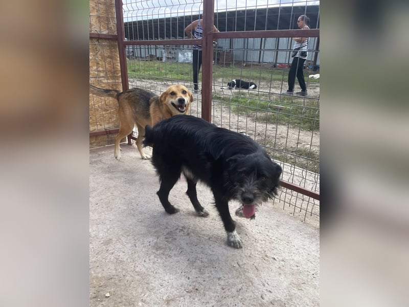 Zorro ist ein Kuschelbär