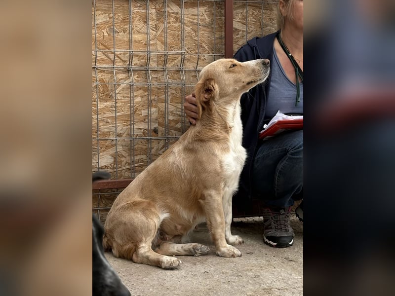 Ampi - ist ein Traum von Hund