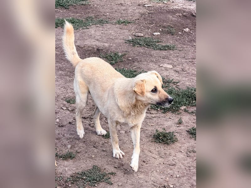 Marli mit den dunklen Knopfaugen