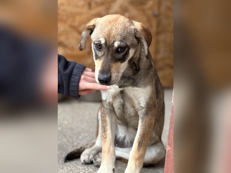 Cassie - leise, sanft und voller Hoffnung