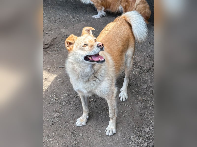Skyla ist eine Traumhündin