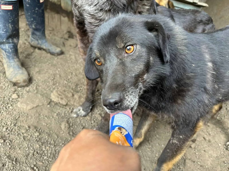 Nanook - ist ein lieber Schatz