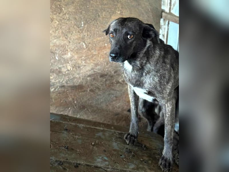 Ricco leidet sehr im Shelter