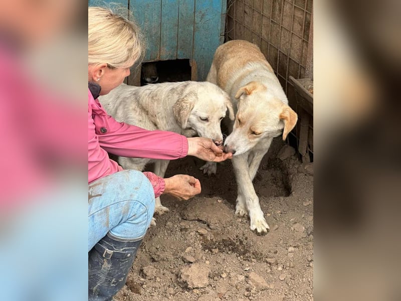Odette ist sehr schmusebedürftig