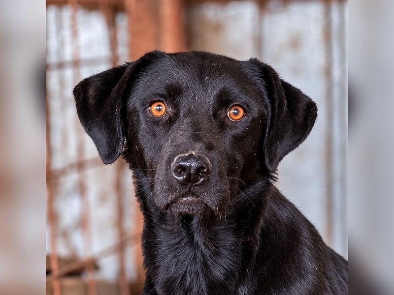 Baluk ist ein Herzenshund