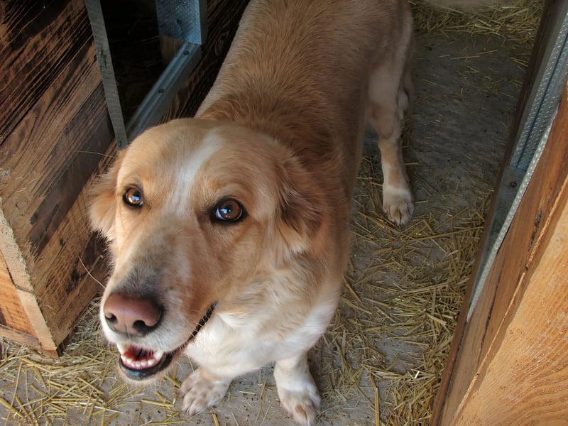 Ampi - ist ein Traum von Hund